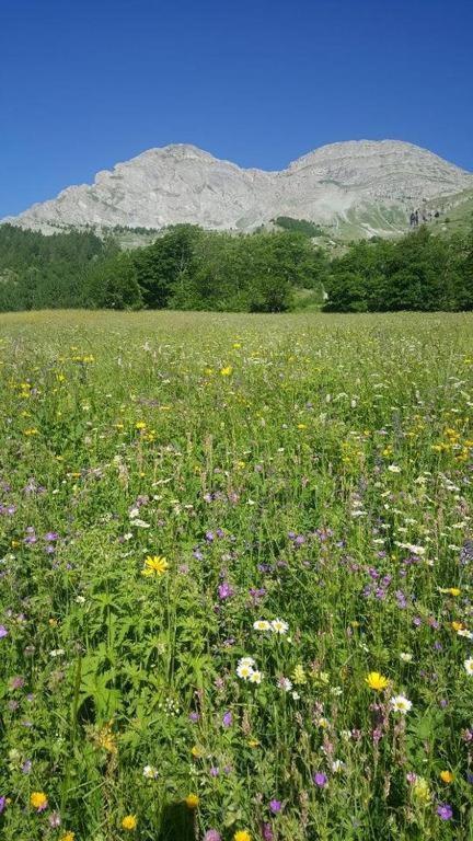 Chalet Miel De La Cayolle-Estenc Entraunes Екстериор снимка